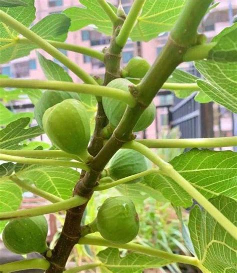 無花果種植陽台|陽台怎麼養無花果？3個「技巧」，一葉一果爆滿了，果子還不小